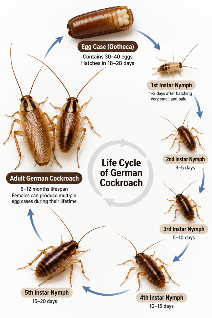 German cockroach life cycle showing egg case, nymph stages and adult cockroach