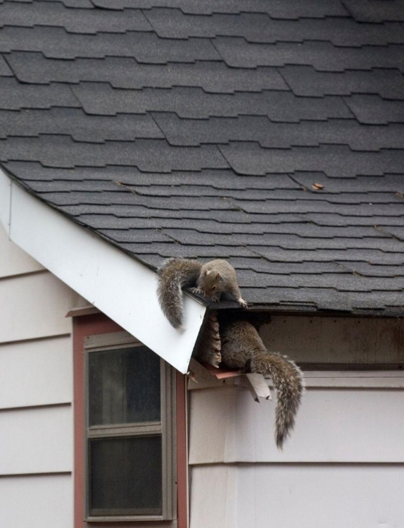 Squirrel entering a damaged opening beneath a house soffit and roof eave.