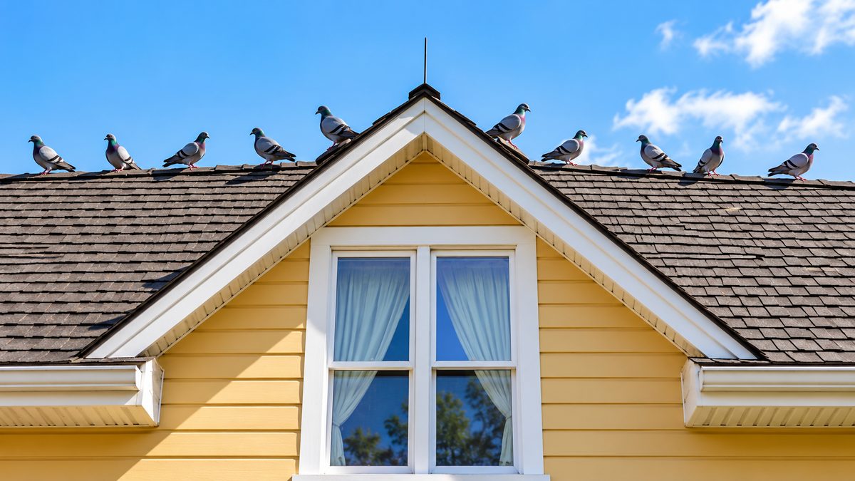 Several pigeons perched along the roof ridge of a yellow residential house.